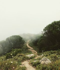 rough road surround trees with fogs