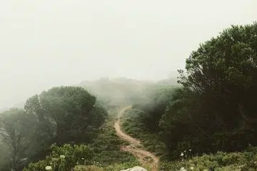 rough road surround trees with fogs