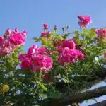 Arbuste a fleurs rose : les plius beaux arbustes à floraison rose pour un jardin éblouissant