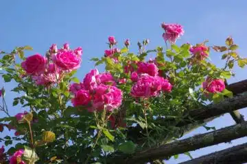 Arbuste a fleurs rose : les plius beaux arbustes à floraison rose pour un jardin éblouissant