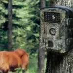 Une caméra de chasse installée dans la nature