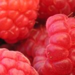 Framboises