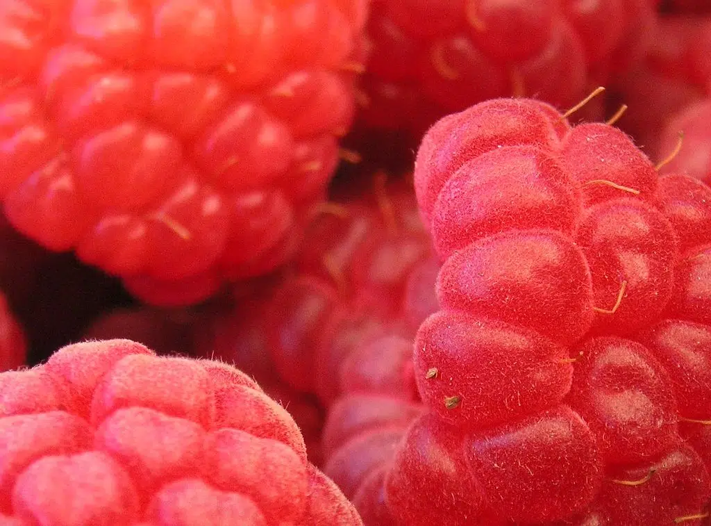 Framboises