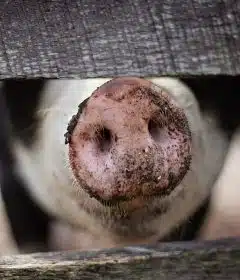 Choisir l'abreuvement idéal pour les élevages : les clés du succès