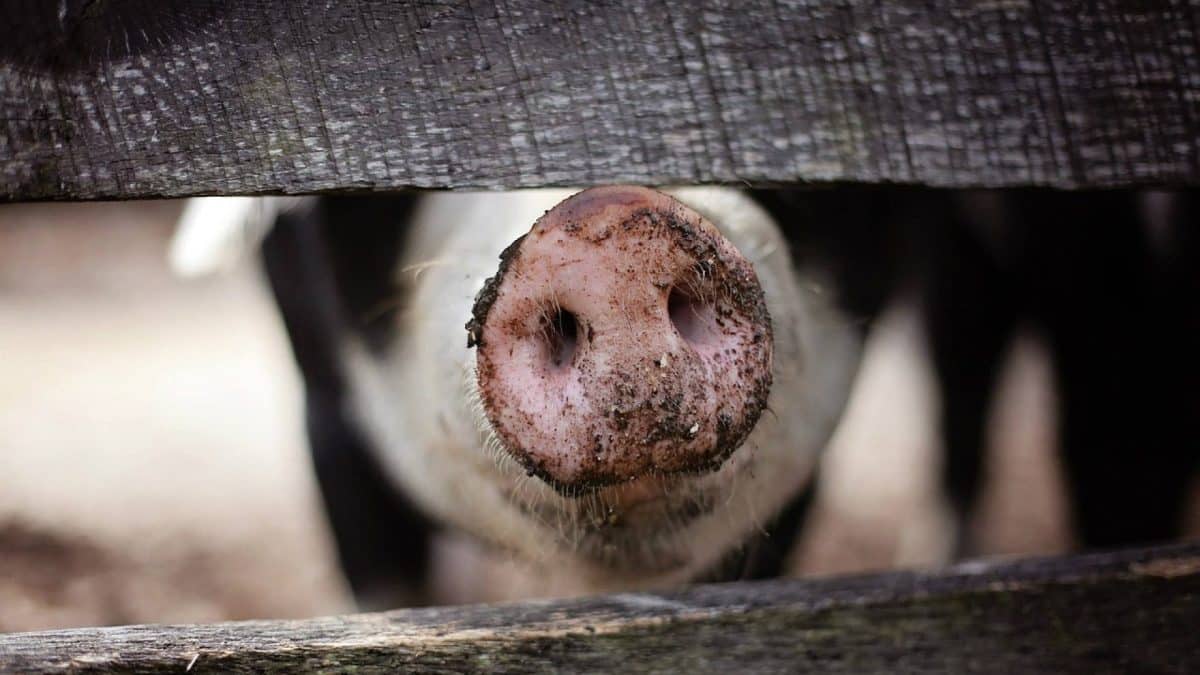 Choisir l'abreuvement idéal pour les élevages : les clés du succès