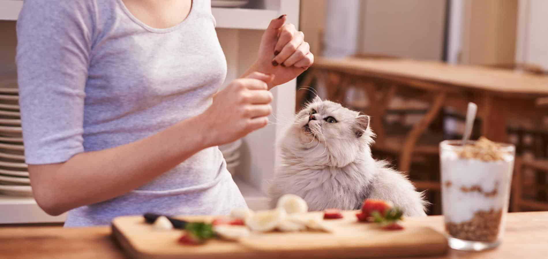 quelles croquettes acheter pour mon chat