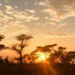 silhouette of trees during sunset