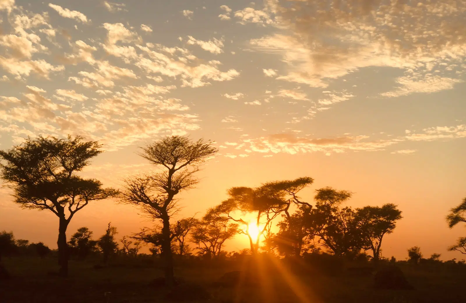 silhouette of trees during sunset